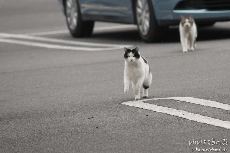 photo_37 画像クリックで戻ります